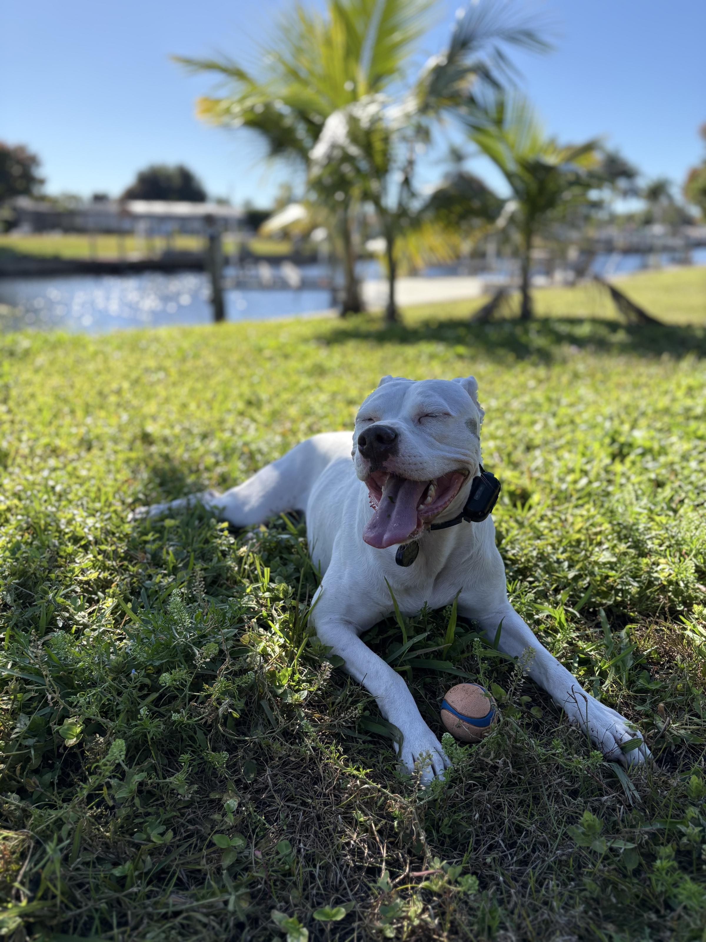 One of Captain Stuart's rescue pets