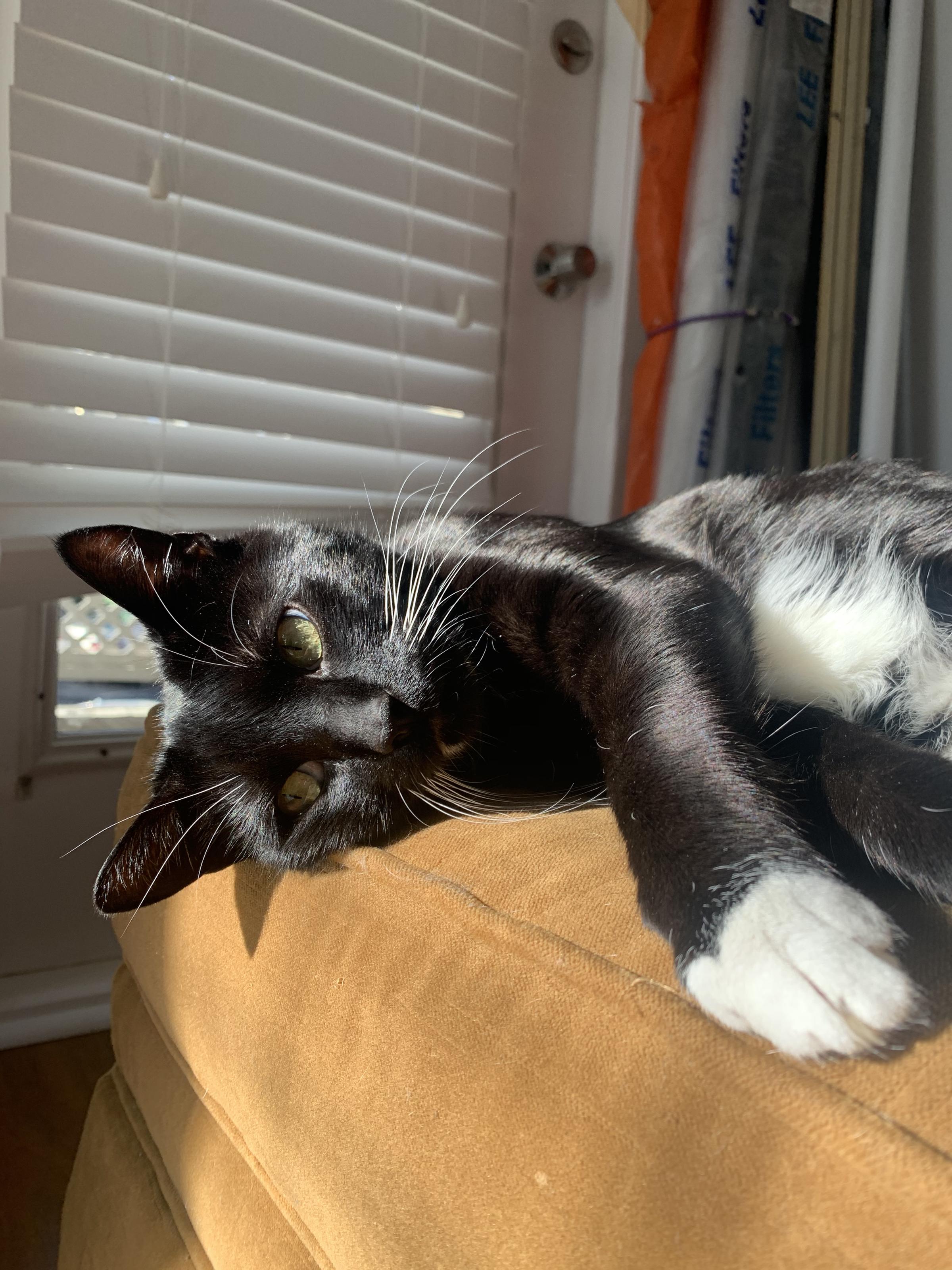 Another of Captain Stuart's rescue pets