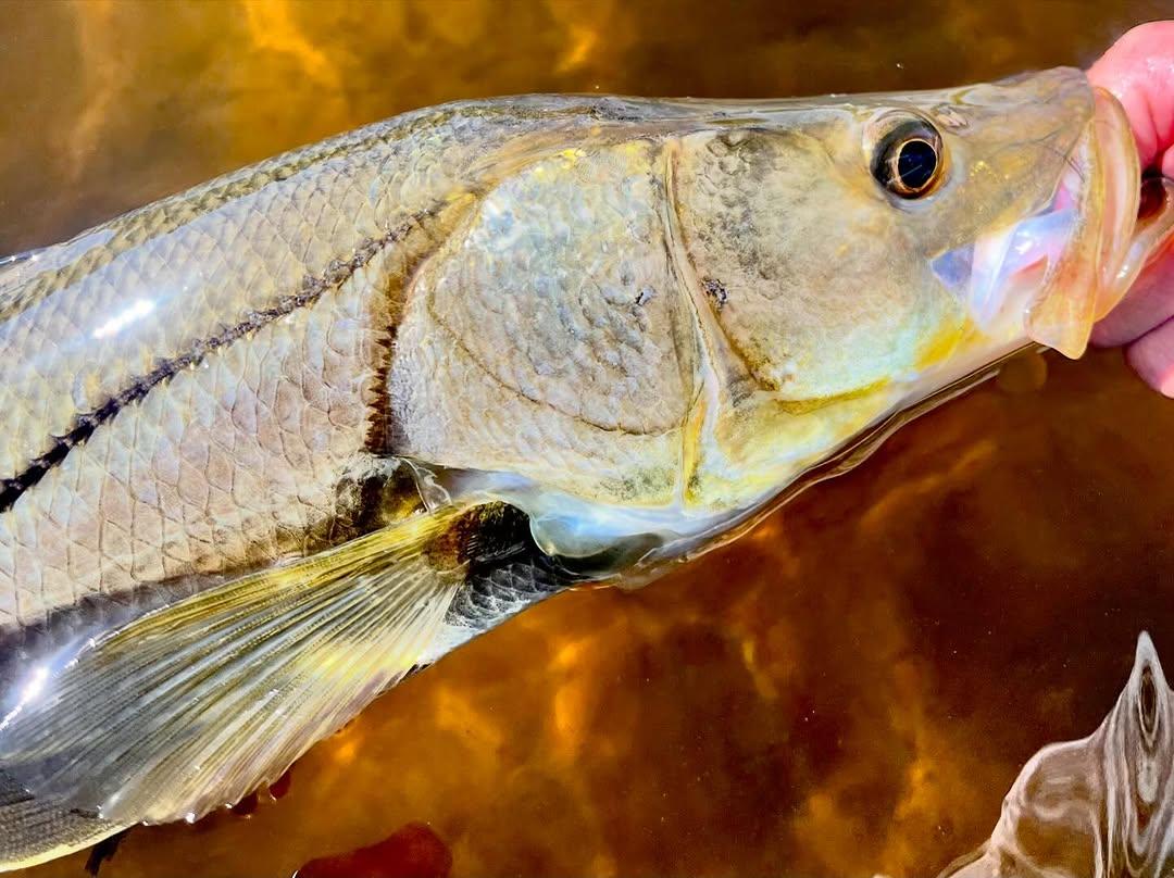 Close-up of a snook caught on fly in amber backcountry water